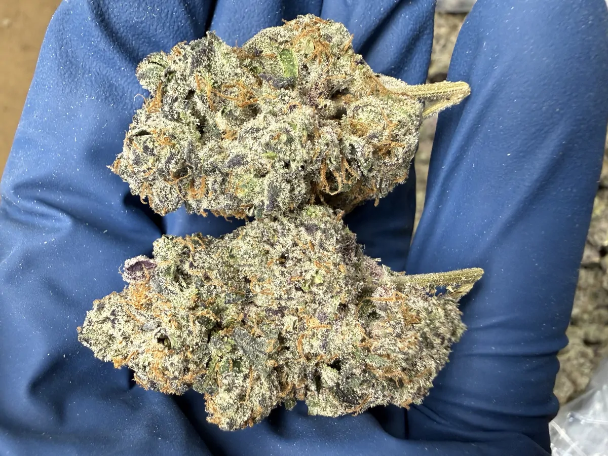 Lemon Cherry Gelato Flower